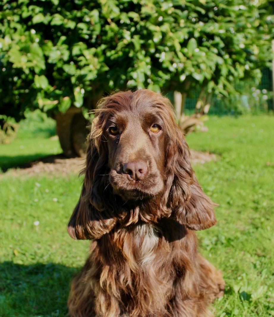 Undisclosed desires chocolat by Khirphileï