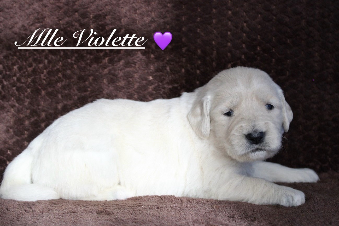 Gardien Des Horizons D'Angie - Golden Retriever - Portée née le 09/12/2025