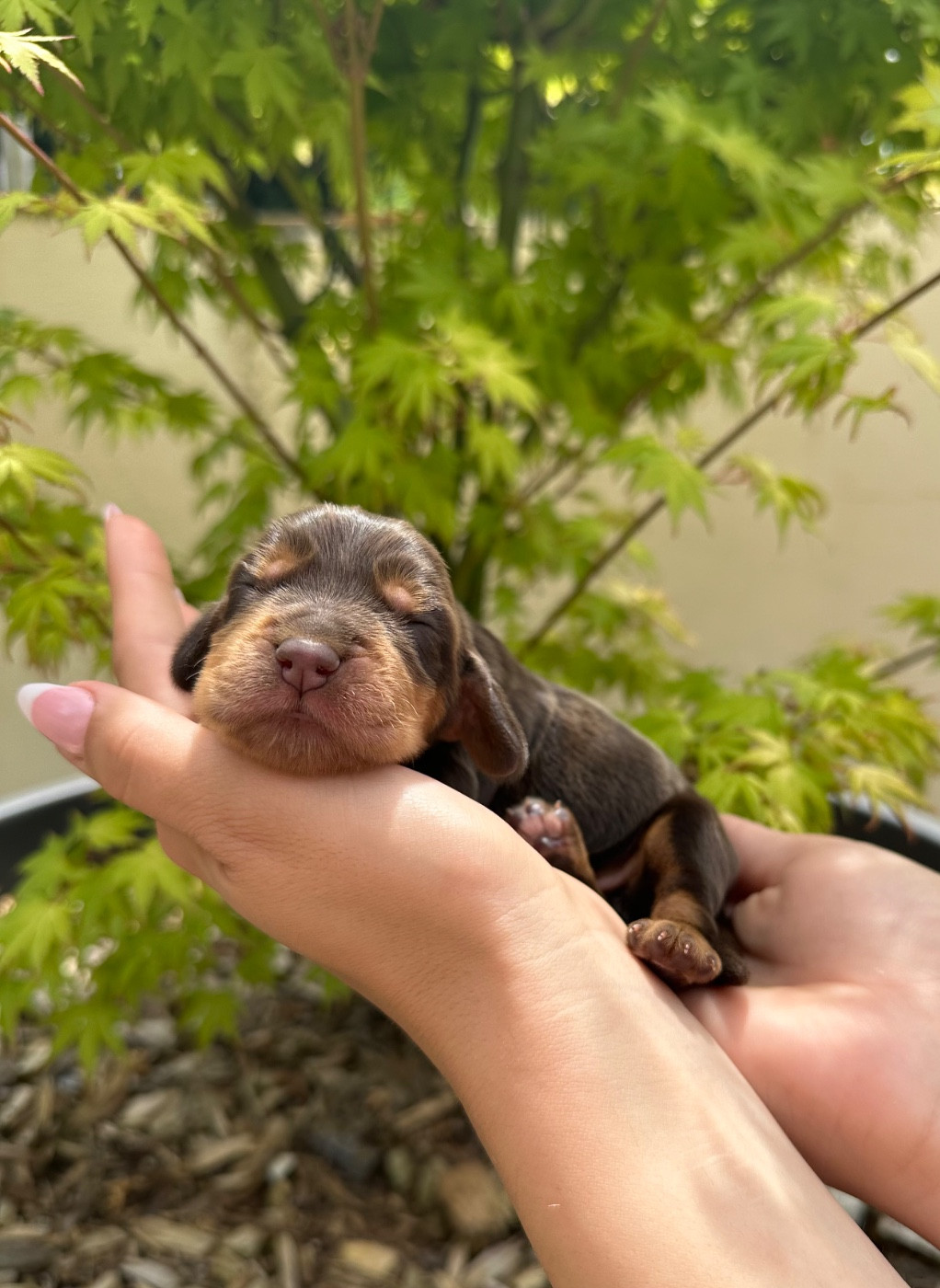 Gardien Des Horizons D'Angie - Chiots disponibles - Cocker Spaniel Anglais