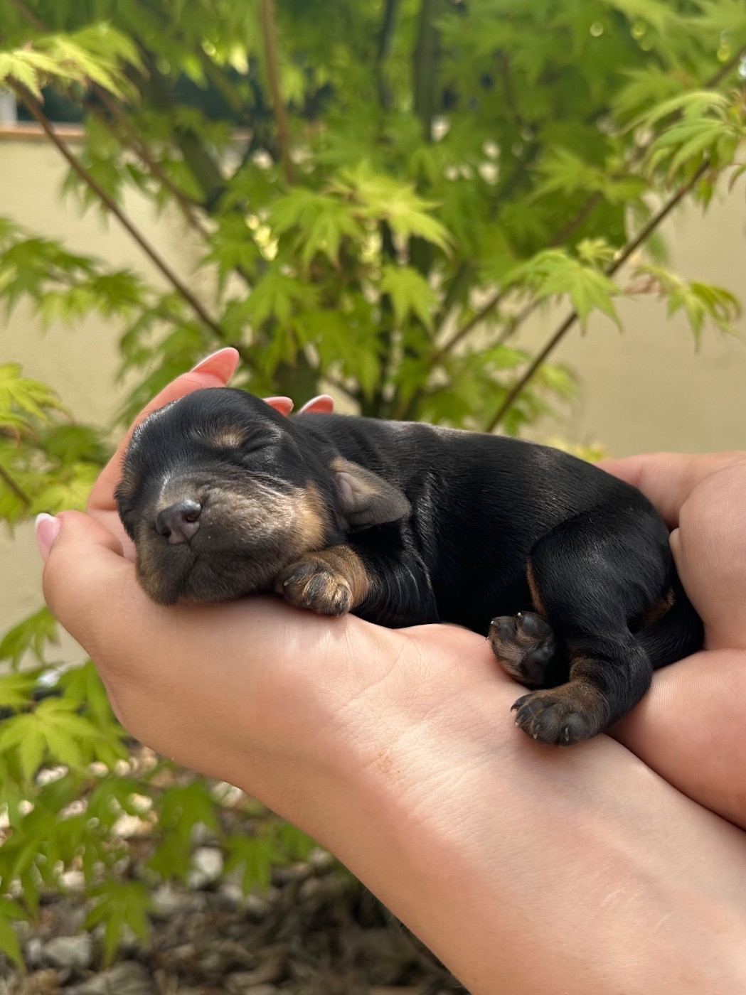Gardien Des Horizons D'Angie - Chiots disponibles - Cocker Spaniel Anglais