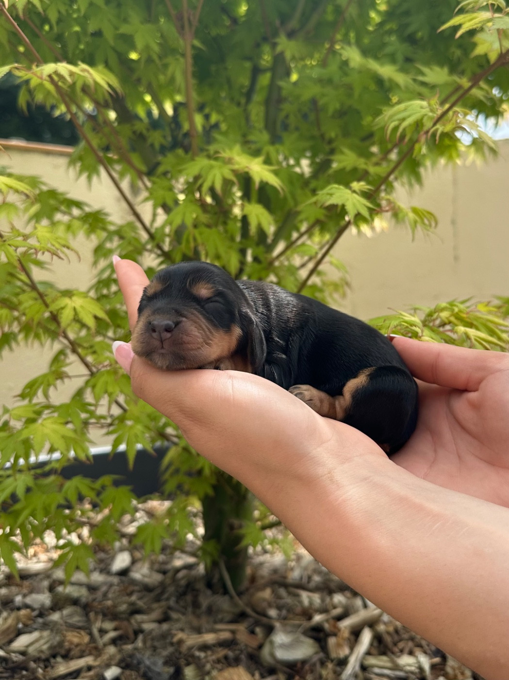 Gardien Des Horizons D'Angie - Chiots disponibles - Cocker Spaniel Anglais