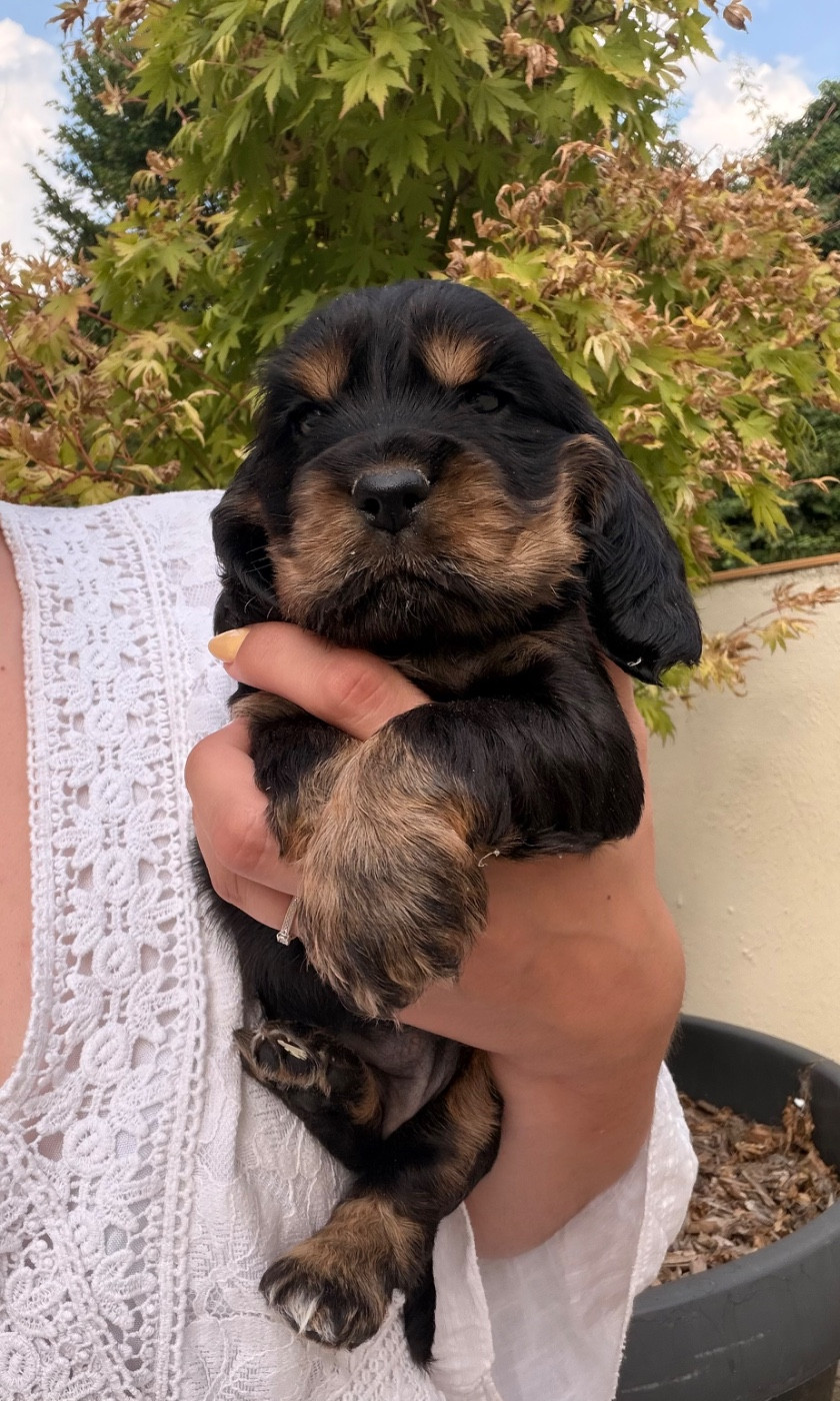 Gardien Des Horizons D'Angie - Chiots disponibles - Cocker Spaniel Anglais