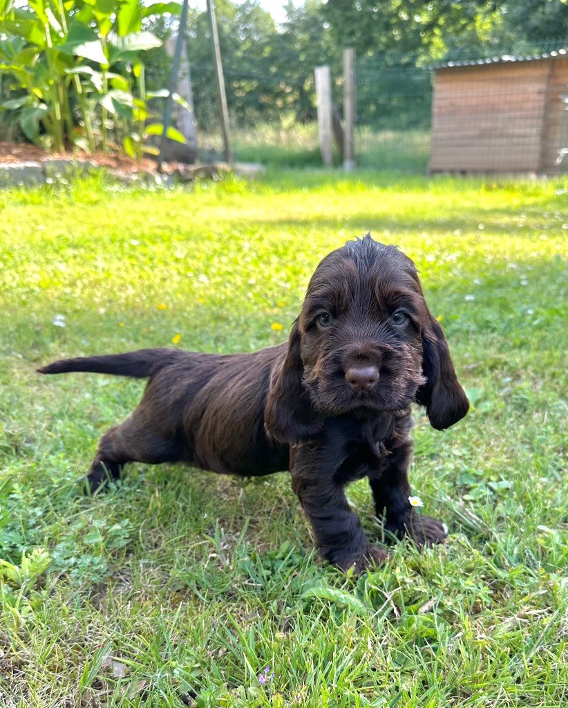 Gardien Des Horizons D'Angie - Chiots disponibles - Cocker Spaniel Anglais
