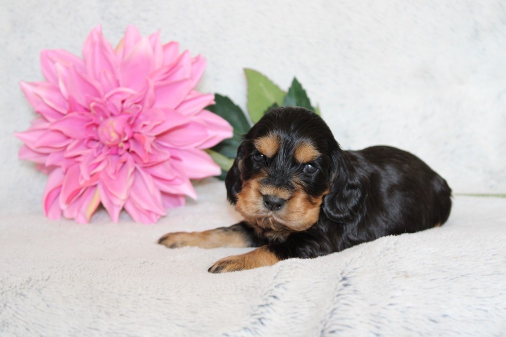 Gardien Des Horizons D'Angie - Chiots disponibles - Cocker Spaniel Anglais