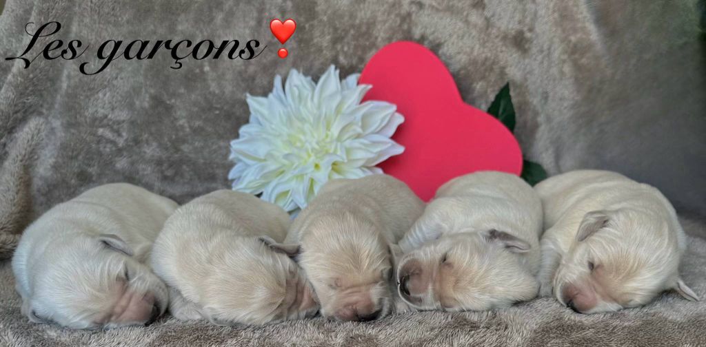 Gardien Des Horizons D'Angie - Chiots disponibles - Golden Retriever