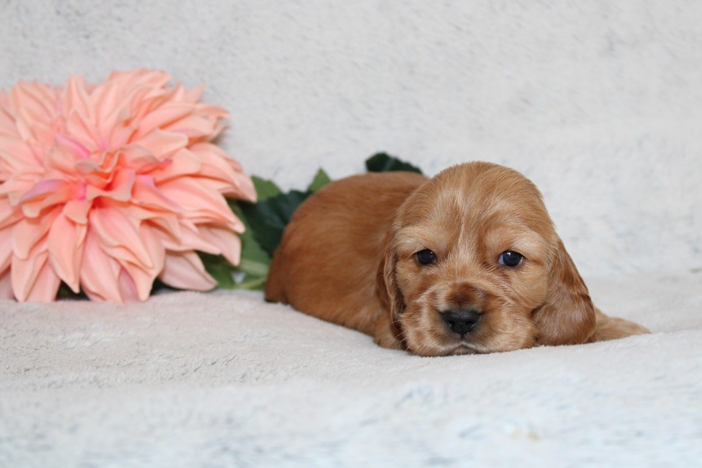 Gardien Des Horizons D'Angie - Chiots disponibles - Cocker Spaniel Anglais
