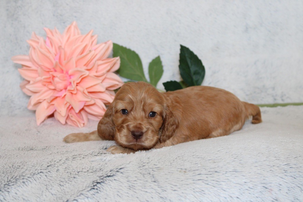 Gardien Des Horizons D'Angie - Chiots disponibles - Cocker Spaniel Anglais