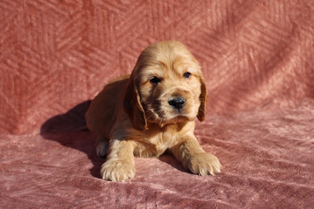 Gardien Des Horizons D'Angie - Chiots disponibles - Cocker Spaniel Anglais