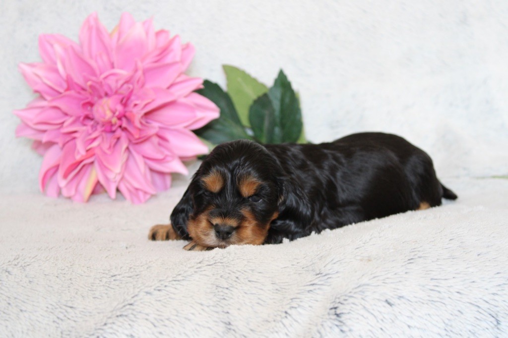 Gardien Des Horizons D'Angie - Chiots disponibles - Cocker Spaniel Anglais