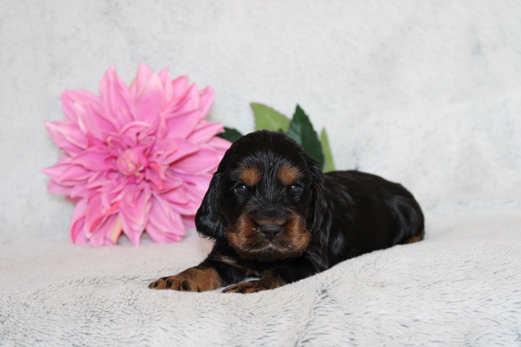 Gardien Des Horizons D'Angie - Chiots disponibles - Cocker Spaniel Anglais