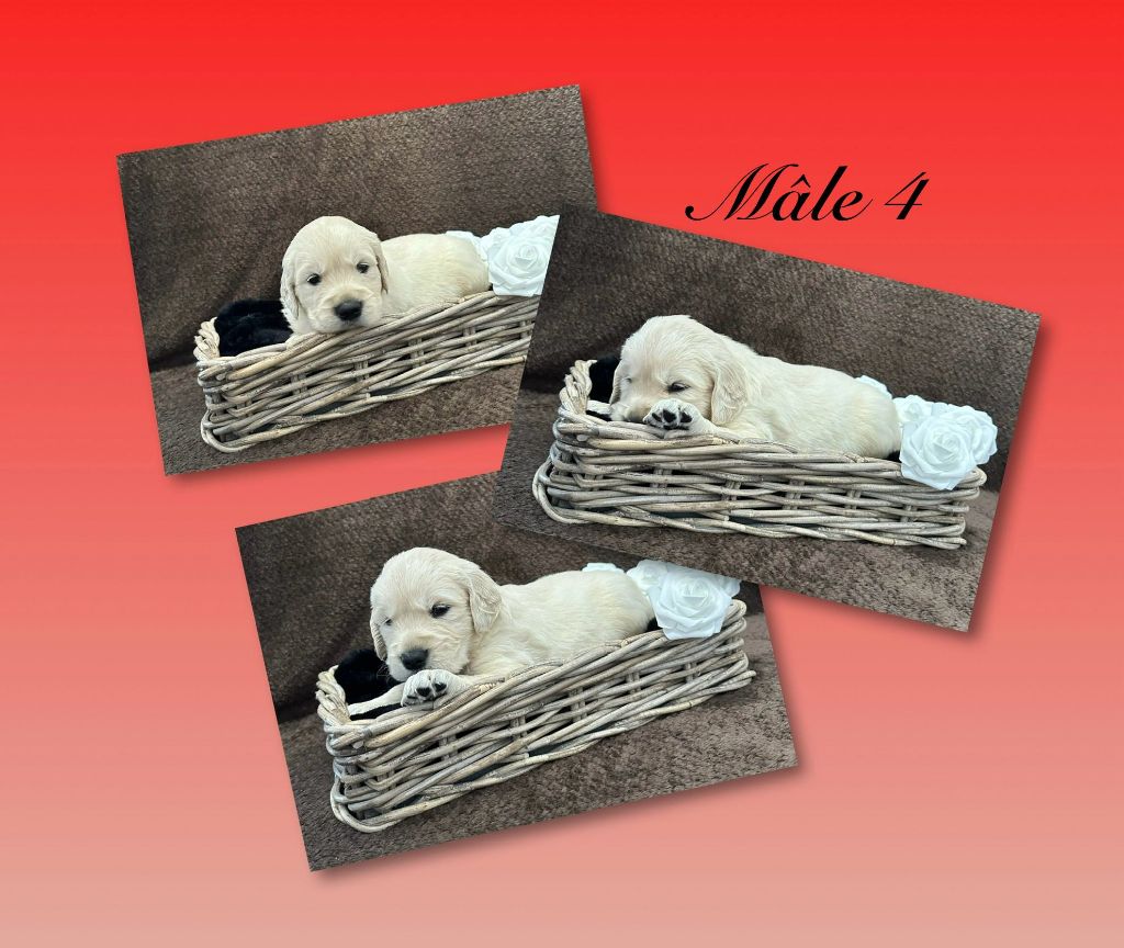 Gardien Des Horizons D'Angie - Chiots disponibles - Golden Retriever