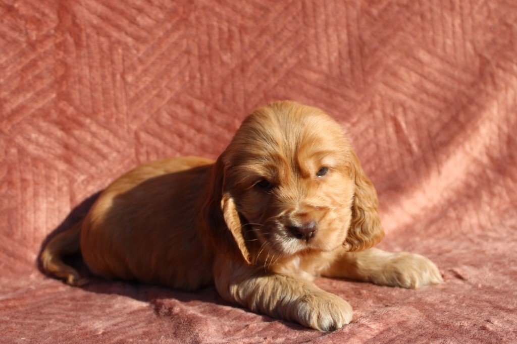 Gardien Des Horizons D'Angie - Chiots disponibles - Cocker Spaniel Anglais