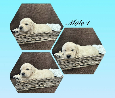 CHIOT 1