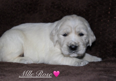 Mlle Rose