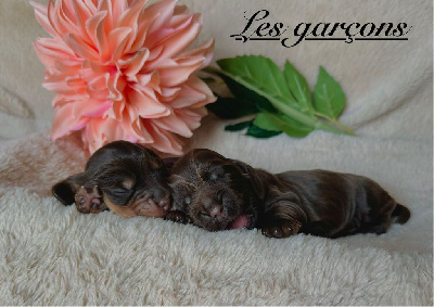 CHIOT 3