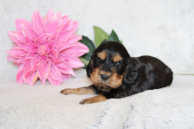 CHIOT 8