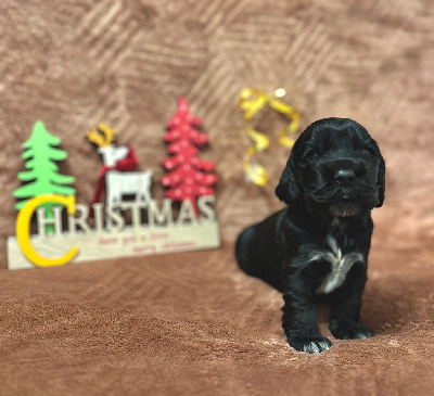 CHIOT 6