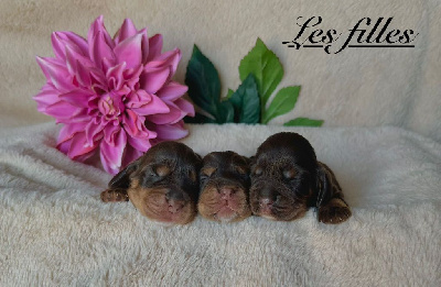 CHIOT 8