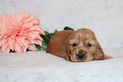 CHIOT 1