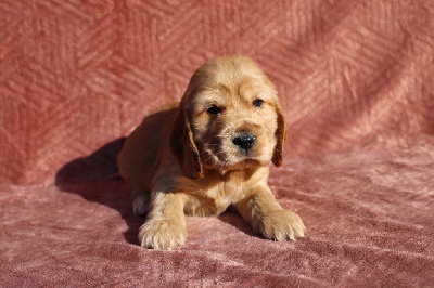 CHIOT 1