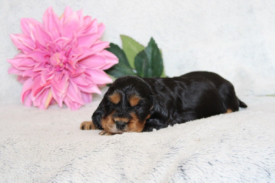 CHIOT 6
