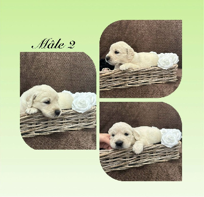 CHIOT 2