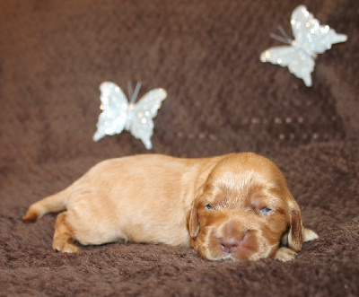 CHIOT 3