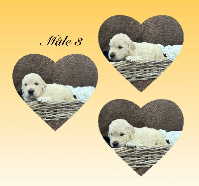 CHIOT 3