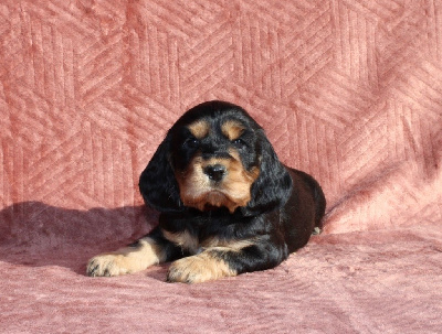 Arya