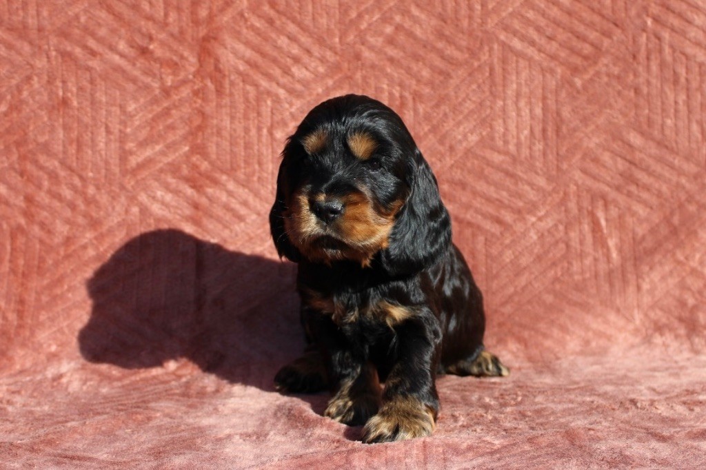 Gardien Des Horizons D'Angie - Chiots disponibles - Cocker Spaniel Anglais