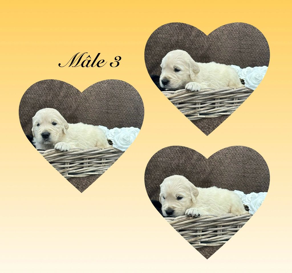 Gardien Des Horizons D'Angie - Chiots disponibles - Golden Retriever