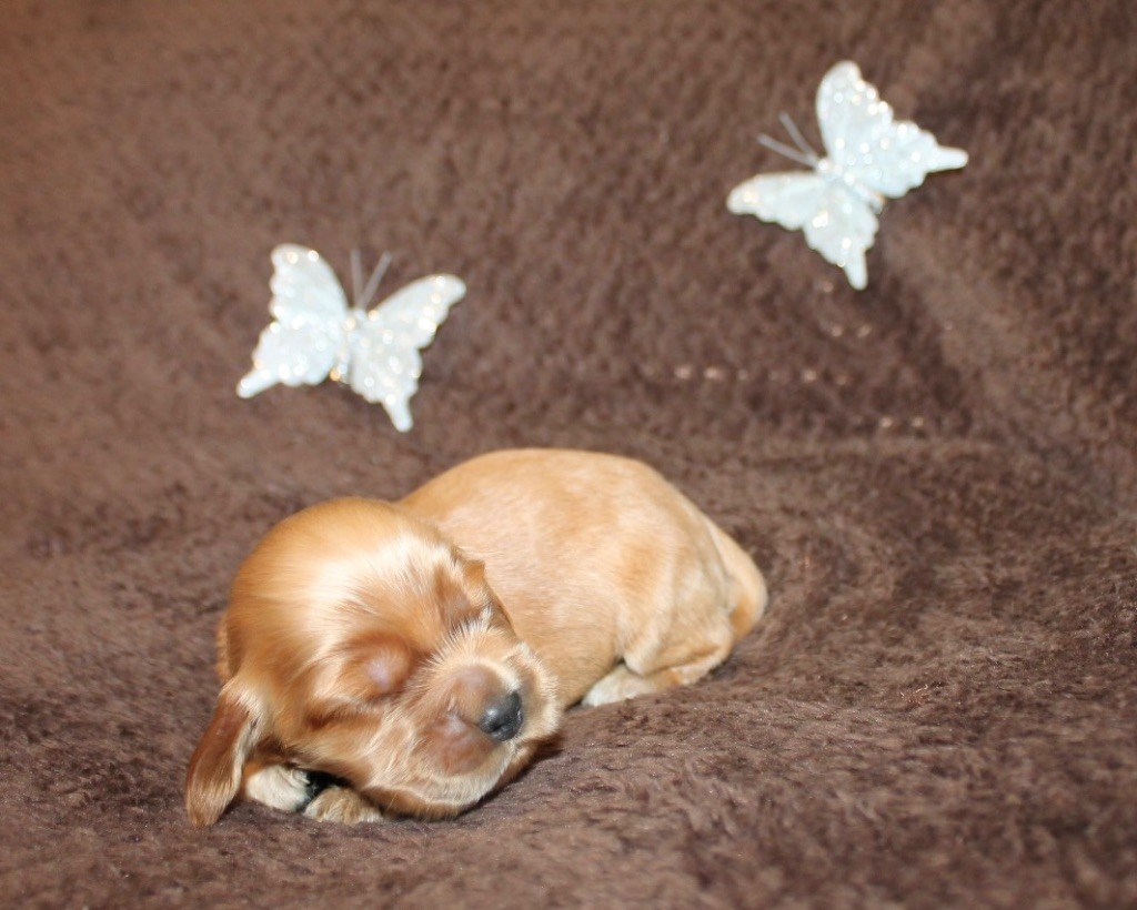 Gardien Des Horizons D'Angie - Cocker Spaniel Anglais - Portée née le 15/11/2024